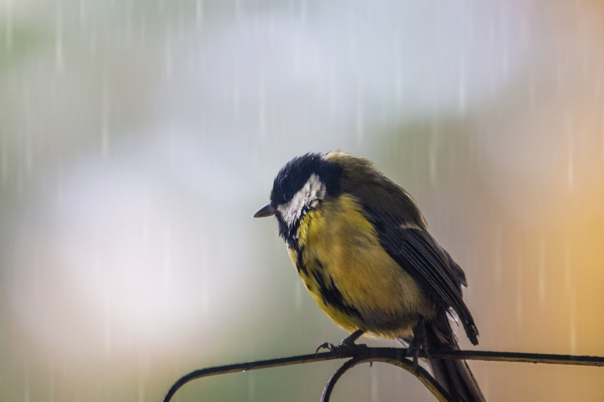 Vogel im Regen von Saad Chaudhry – Unsplash.com