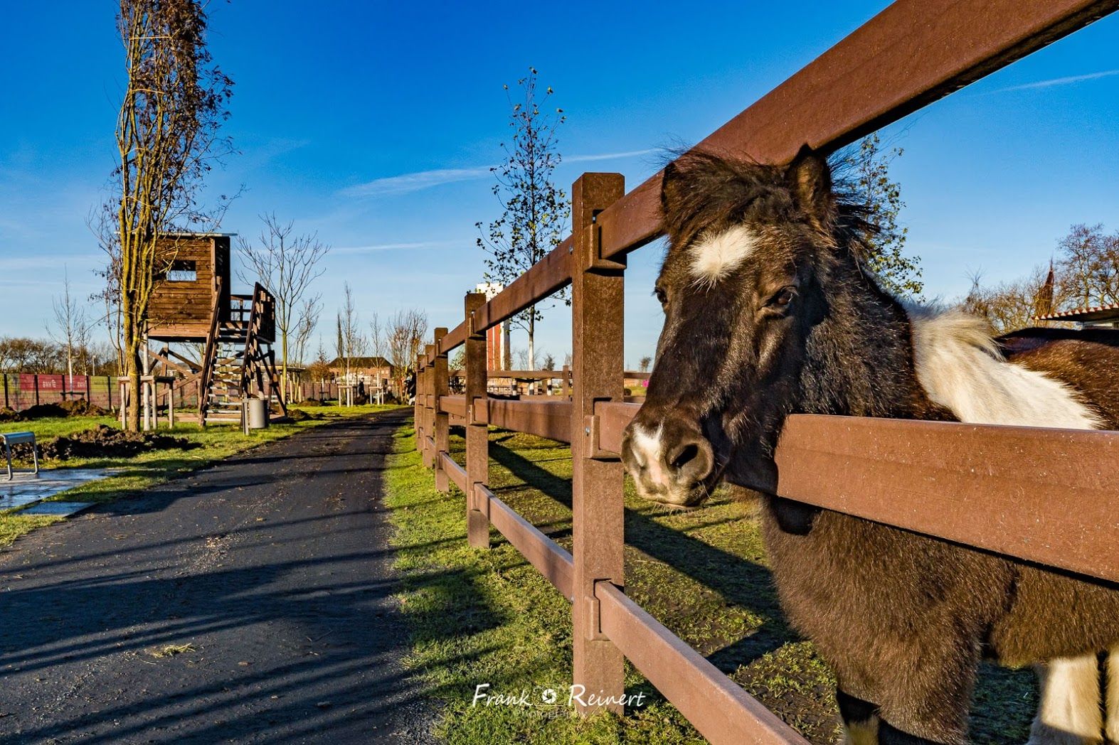 Pony schaut durch den Zaun des Geheges